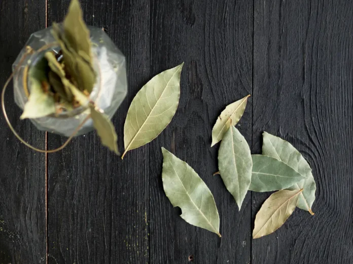 Beneficios de las hojas de laurel para la digestión, las heridas y la diabetes