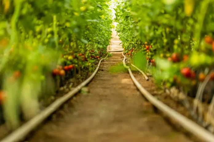 Guía para el cultivo de tomates: Cómo plantar, cultivar y cosechar tomates